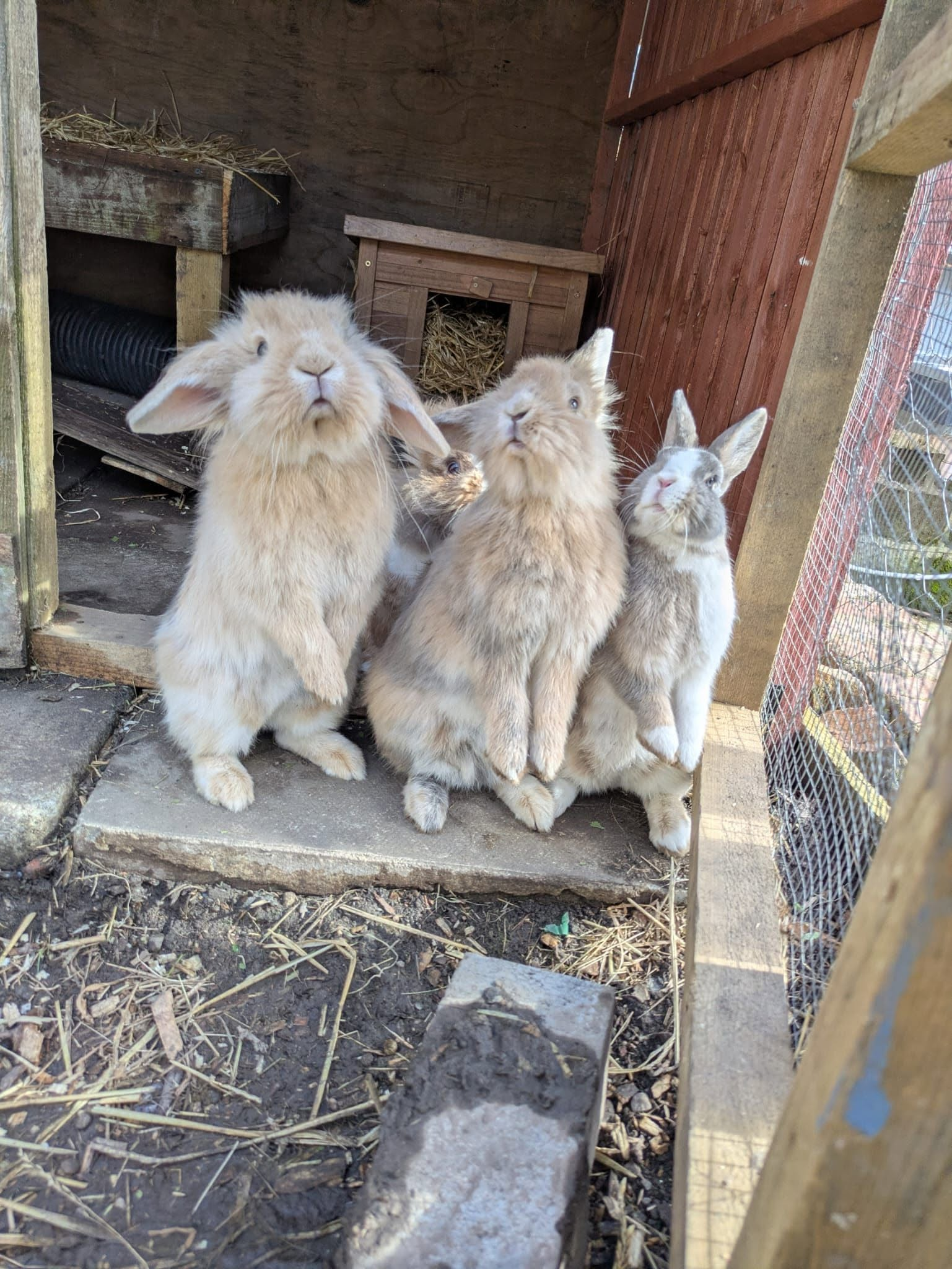 Did someone say carrots?