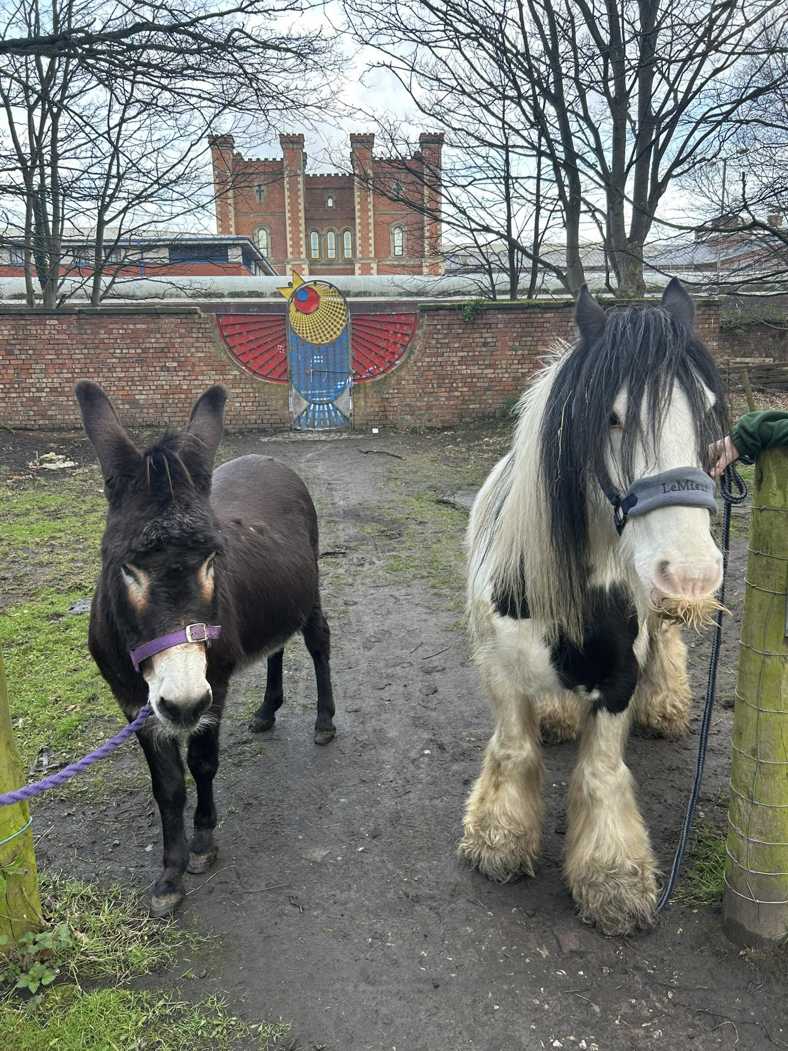 Ness and Caspie out on morning walks adventures