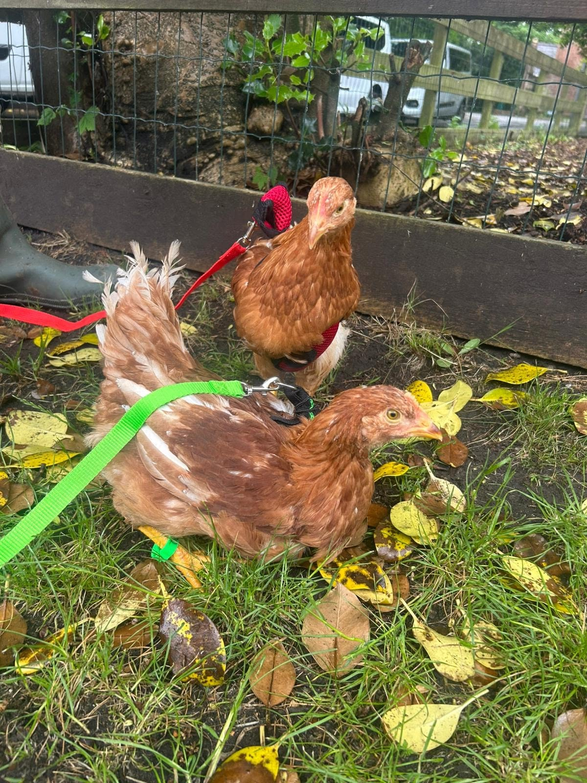 Chickens on a walk!